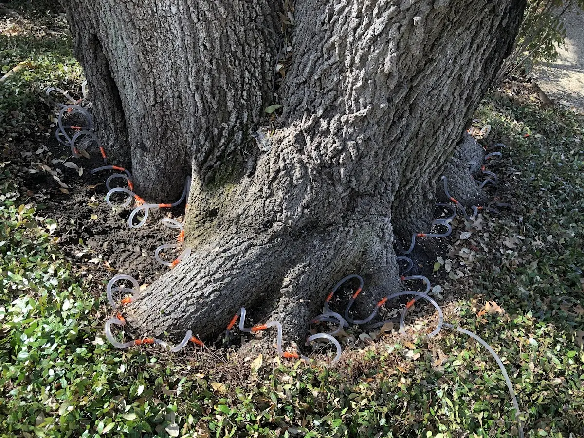 Detailed Tree Cabling and Bracing job site in Smiley